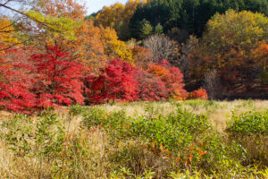 タカドヤ湿地、紅葉、秋、11月、愛知県豊田市の観光・撮影スポットの画像と写真