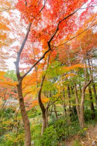 東山植物園、紅葉、11月秋、名古屋市千種区の観光・撮影スポットの画像と写真