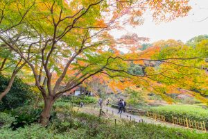 東山植物園、紅葉、11月秋、名古屋市千種区の観光・撮影スポットの画像と写真