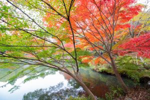 東山植物園、紅葉、11月秋、名古屋市千種区の観光・撮影スポットの画像と写真