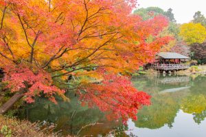 東山植物園、紅葉、11月秋、名古屋市千種区の観光・撮影スポットの画像と写真