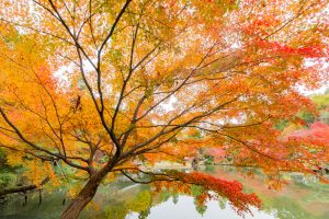 東山植物園、紅葉、11月秋、名古屋市千種区の観光・撮影スポットの画像と写真
