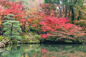 東山植物園、紅葉、11月秋、名古屋市千種区の観光・撮影スポットの画像と写真