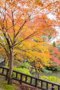 東山植物園、紅葉、11月秋、名古屋市千種区の観光・撮影スポットの画像と写真