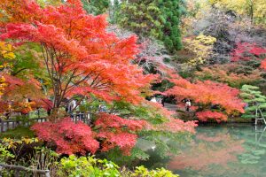 東山植物園、紅葉、11月秋、名古屋市千種区の観光・撮影スポットの画像と写真