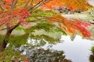 東山植物園、紅葉、11月秋、名古屋市千種区の観光・撮影スポットの画像と写真