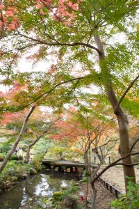 東山植物園、紅葉、11月秋、名古屋市千種区の観光・撮影スポットの画像と写真