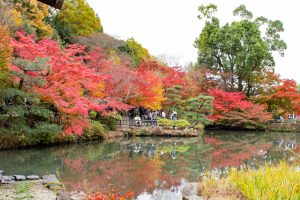 東山植物園、紅葉、11月秋、名古屋市千種区の観光・撮影スポットの画像と写真東山植物園、紅葉、11月秋、名古屋市千種区の観光・撮影スポットの画像と写真