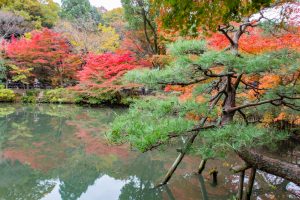 東山植物園、紅葉、11月秋、名古屋市千種区の観光・撮影スポットの画像と写真