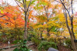 東山植物園、紅葉、11月秋、名古屋市千種区の観光・撮影スポットの画像と写真