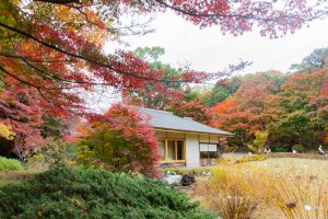 東山植物園、紅葉、11月秋、名古屋市千種区の観光・撮影スポットの画像と写真