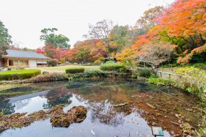 東山植物園、紅葉、11月秋、名古屋市千種区の観光・撮影スポットの画像と写真