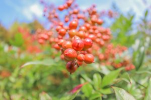 円興寺、紅葉、11月秋、岐阜県大垣市の観光・撮影スポットの画像と写真