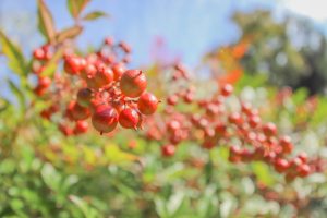 円興寺、紅葉、11月秋、岐阜県大垣市の観光・撮影スポットの画像と写真