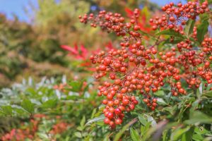 円興寺、紅葉、11月秋、岐阜県大垣市の観光・撮影スポットの画像と写真