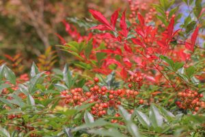 円興寺、紅葉、11月秋、岐阜県大垣市の観光・撮影スポットの画像と写真