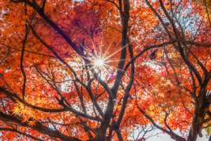 円興寺、紅葉、11月秋、岐阜県大垣市の観光・撮影スポットの画像と写真