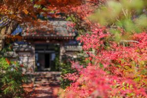 円興寺、紅葉、11月秋、岐阜県大垣市の観光・撮影スポットの画像と写真