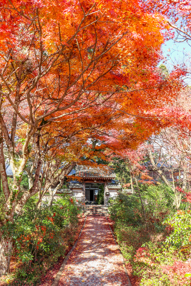 円興寺、紅葉、11月秋、岐阜県大垣市の観光・撮影スポットの画像と写真