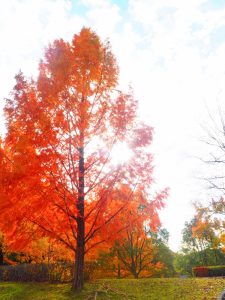 岐阜ファミリーパーク、紅葉、11月秋、岐阜県岐阜市の観光・撮影スポットの画像と写真