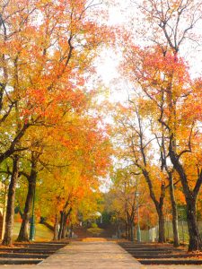 岐阜ファミリーパーク、紅葉、11月秋、岐阜県岐阜市の観光・撮影スポットの画像と写真