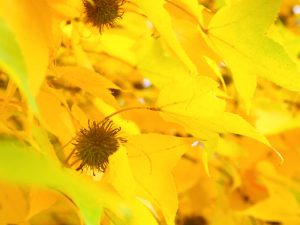岐阜ファミリーパーク、紅葉、11月秋、岐阜県岐阜市の観光・撮影スポットの画像と写真