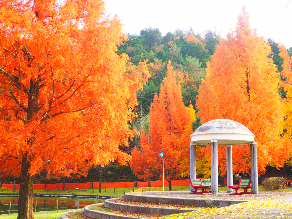 岐阜ファミリーパーク、紅葉、11月秋、岐阜県岐阜市の観光・撮影スポットの画像と写真