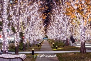 みんなの森・ぎふメディアコスモス、イルミネーション、12月冬、岐阜県岐阜市の観光・撮影スポットの画像と写真