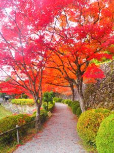 郡上八幡城、紅葉、11月秋、岐阜県郡上市の観光・撮影スポットの画像と写真