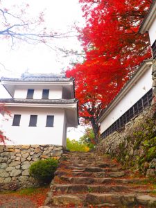 郡上八幡城、紅葉、11月秋、岐阜県郡上市の観光・撮影スポットの画像と写真