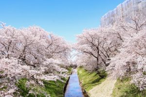 伊賀川桜堤、3月の春の花、愛知県岡崎市の観光・撮影スポットの画像と写真