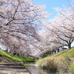 伊賀川桜堤、3月の春の花、愛知県岡崎市の観光・撮影スポットの画像と写真