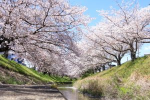 伊賀川桜堤、3月の春の花、愛知県岡崎市の観光・撮影スポットの画像と写真