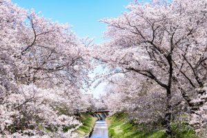 伊賀川桜堤、3月の春の花、愛知県岡崎市の観光・撮影スポットの画像と写真