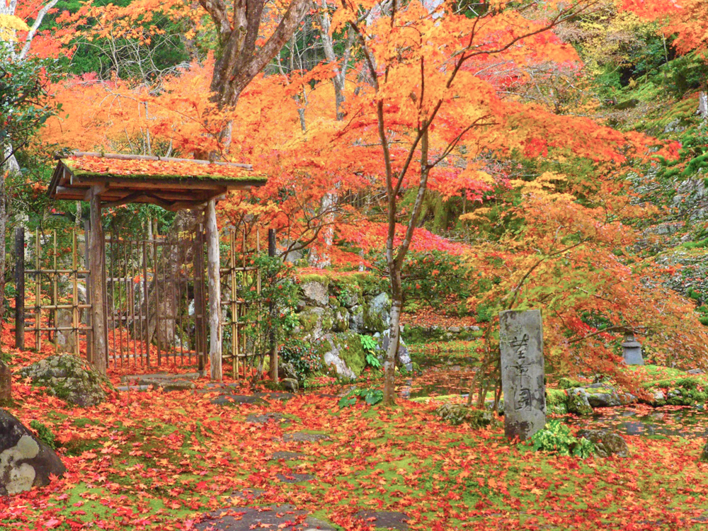 慈恩禅寺、紅葉、11月秋、岐阜県郡上市の観光撮影スポットの名所