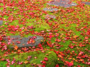 慈恩禅寺、紅葉、11月秋、岐阜県郡上市の観光撮影スポットの名所