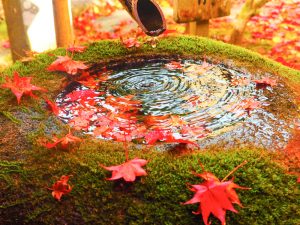 慈恩禅寺、紅葉、11月秋、岐阜県郡上市の観光撮影スポットの名所