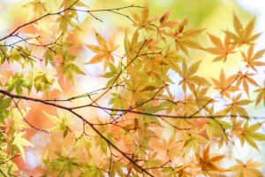 寂光院、紅葉、11月秋、愛知県犬山市の観光・撮影スポットの画像と写真