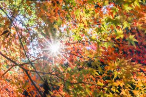 寂光院、紅葉、11月秋、愛知県犬山市の観光・撮影スポットの画像と写真