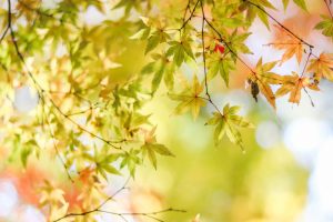 寂光院、紅葉、11月秋、愛知県犬山市の観光・撮影スポットの画像と写真