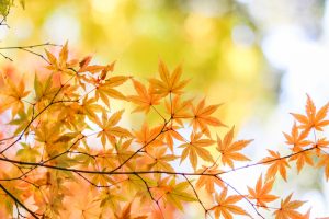 寂光院、紅葉、11月秋、愛知県犬山市の観光・撮影スポットの画像と写真