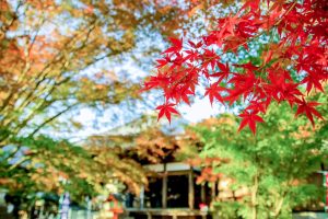 寂光院、紅葉、11月秋、愛知県犬山市の観光・撮影スポットの画像と写真