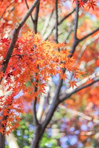 寂光院、紅葉、11月秋、愛知県犬山市の観光・撮影スポットの画像と写真