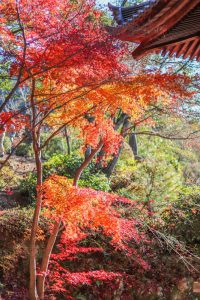 寂光院、紅葉、11月秋、愛知県犬山市の観光・撮影スポットの画像と写真