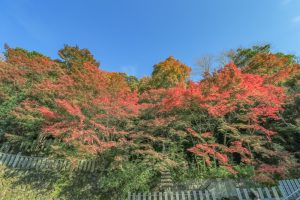 寂光院、紅葉、11月秋、愛知県犬山市の観光・撮影スポットの画像と写真