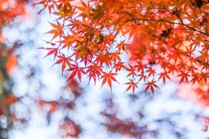 寂光院、紅葉、11月秋、愛知県犬山市の観光・撮影スポットの画像と写真