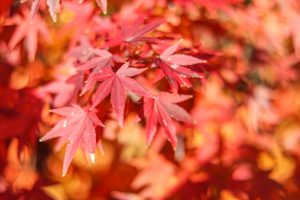 寂光院、紅葉、11月秋、愛知県犬山市の観光・撮影スポットの画像と写真