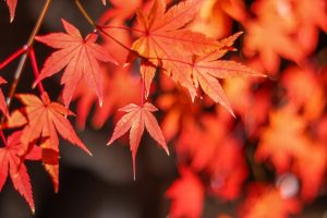 寂光院、紅葉、11月秋、愛知県犬山市の観光・撮影スポットの画像と写真