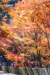 寂光院、紅葉、11月秋、愛知県犬山市の観光・撮影スポットの画像と写真