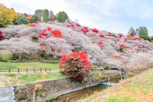 川見四季桜の里、紅葉、11月秋、愛知県豊田市小原町の観光・撮影